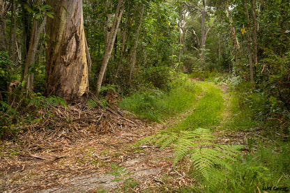 Australian Bush - Fragrance Oil