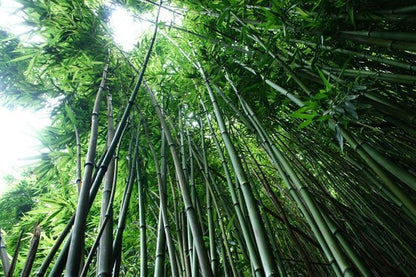 Bamboo & Musk - Fragrance Oil