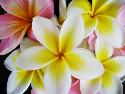 Frangipani - Fragrance Oil