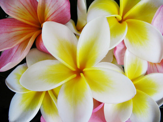 Frangipani - Fragrance Oil