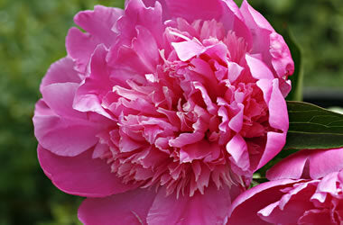 Peony Rose - Fragrance Oil