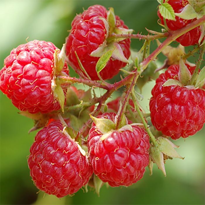 Sun Ripened Berry - Fragrance Oil