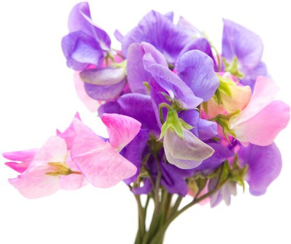 Sweet Pea & Vanilla - Fragrance Oil