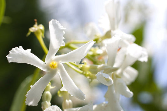 Jasmine & Magnolia - Fragrance Oil