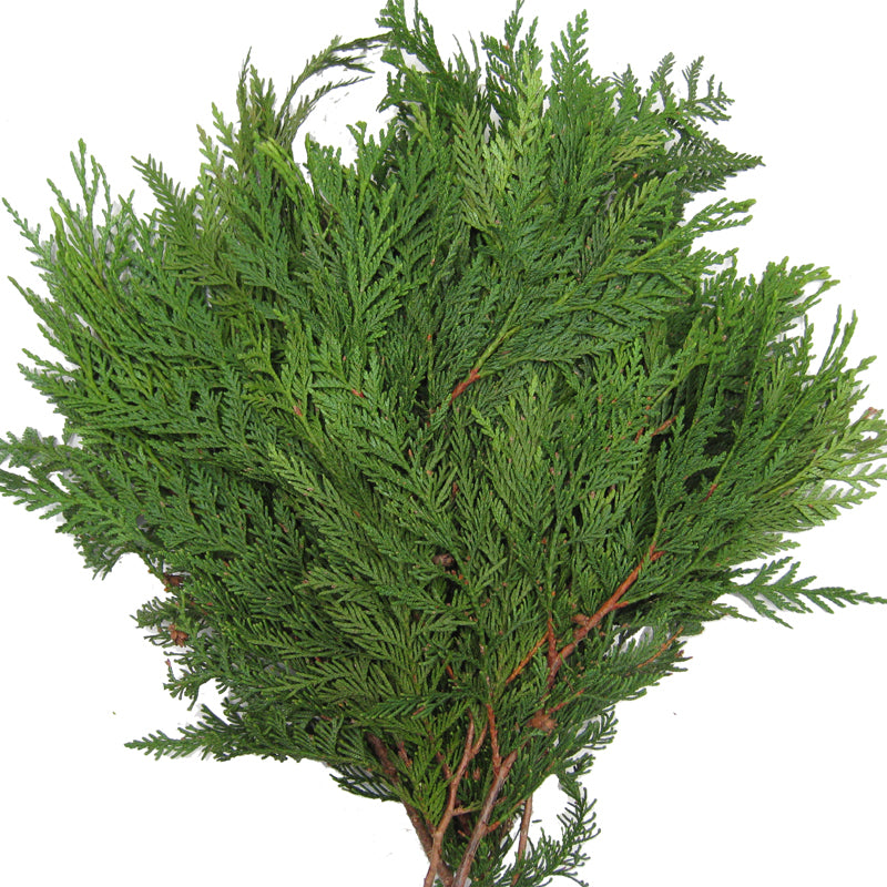 Christmas Cedar - Fragrance Oil