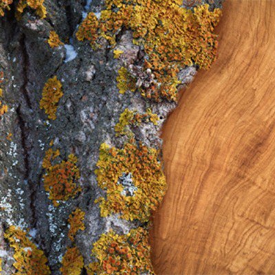 Amber Moss & Teak - Fragrance Oil