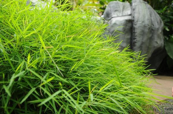 Australian Bamboo Grass - Fragrance Oil