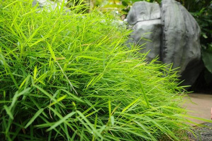 Australian Bamboo Grass - Fragrance Oil