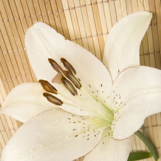 Bamboo & White Lily - Fragrance Oil