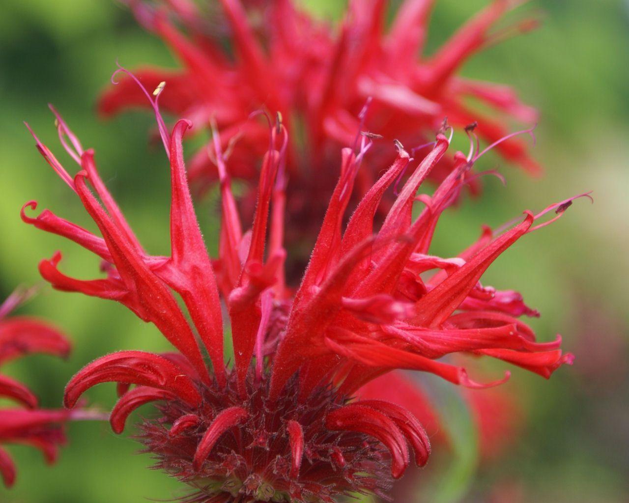 Bergamot & Banksia - Fragrance Oil