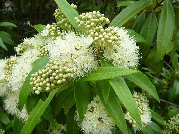 Lemon Scented Myrtle - Fragrance Oil