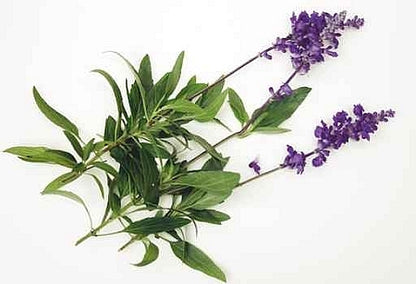 Lemongrass & Sage - Fragrance Oil