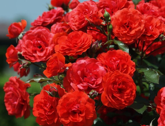 Mademoiselle de Paris - Fragrance Oil
