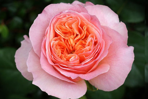 Rose Victorian - Fragrance Oil