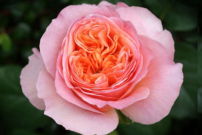 Rose Victorian - Fragrance Oil