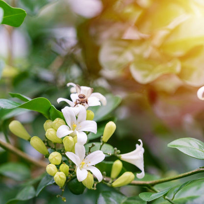 Sweet Jasmine & Bergamot - Fragrance Oil